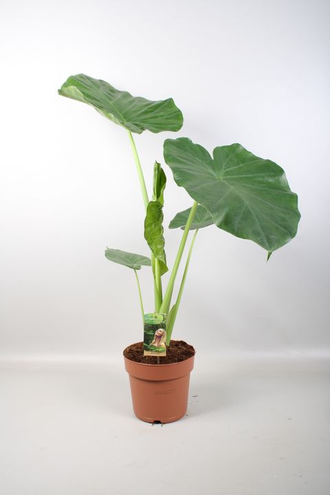Alocasia macrorrhizos