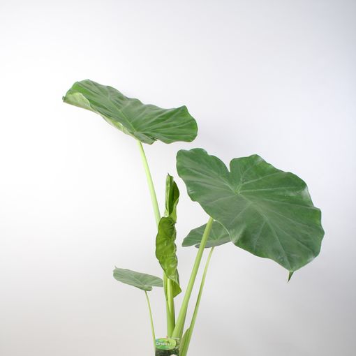 Alocasia macrorrhizos