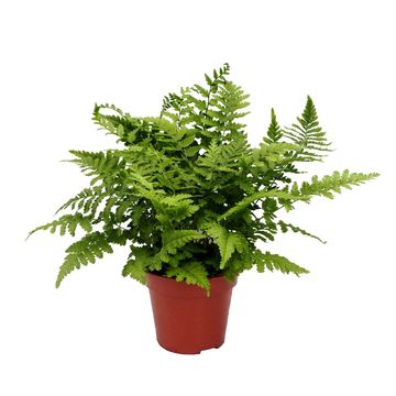 Dryopteris affinis 'Crispa'