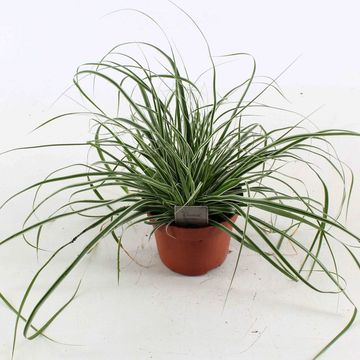 Carex oshimensis EVERCOLOR EVEREST