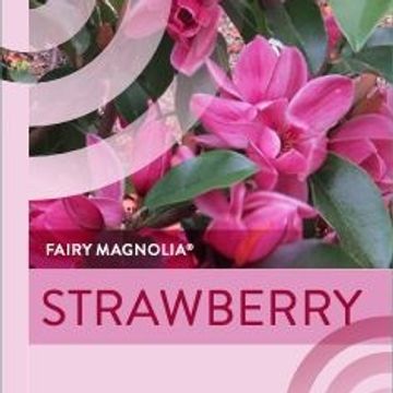 Magnolia FAIRY MIX