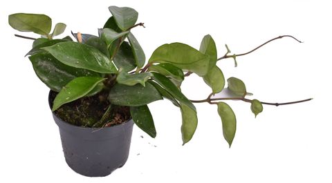 Hoya carnosa 'Silver Flake'