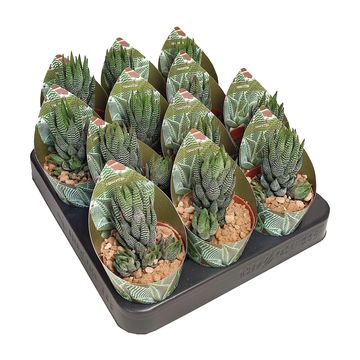 Haworthia reinwardtii archibaldiae