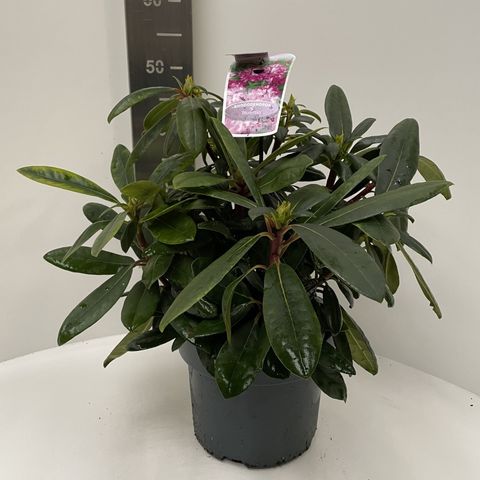 Rhododendron 'Blurettia'