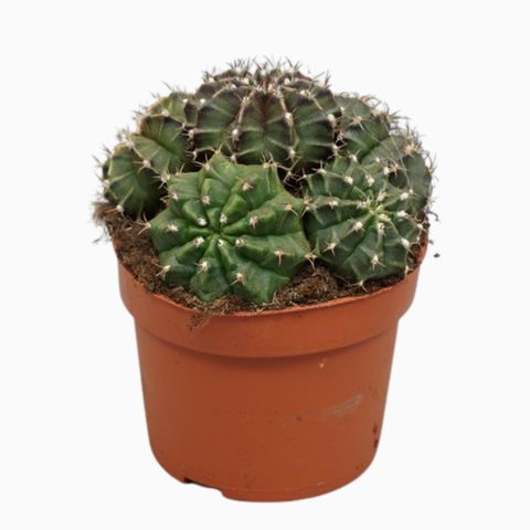 Gymnocalycium mihanovichii