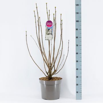 Syringa vulgaris 'Mme Lemoine'