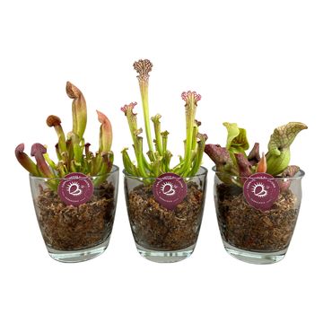 Sarracenia MIX