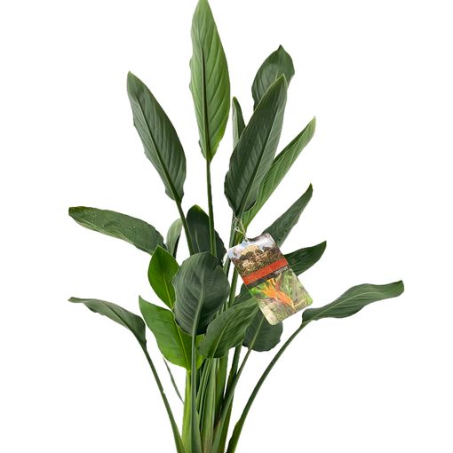 Strelitzia reginae (Luiten kwekerij)