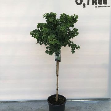 Ginkgo biloba 'Mariken'