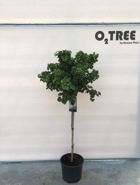 Ginkgo biloba 'Mariken'