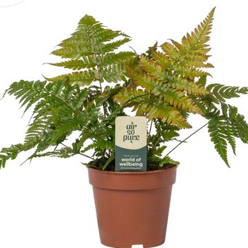 Dryopteris erythrosora