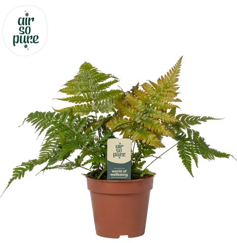 Dryopteris erythrosora