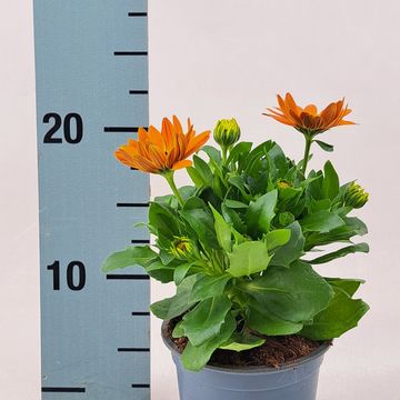 Osteospermum MARGARITA ORANGE FLARE