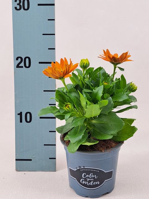 Osteospermum MARGARITA ORANGE FLARE