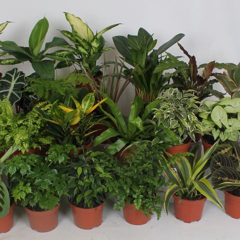 eenzaam oogst bus Kamerplanten MIX — Groothandel in planten FlorAccess