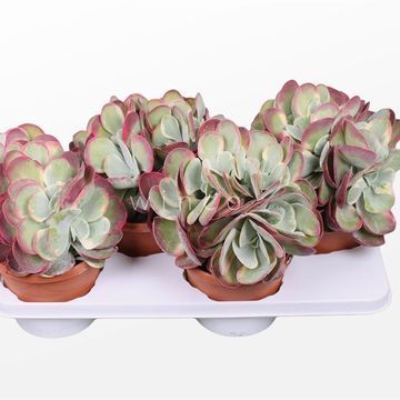 Kalanchoe thyrsiflora 'Variegata'