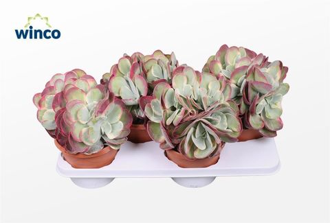 Kalanchoe thyrsiflora 'Variegata'
