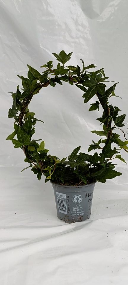 Hedera helix