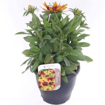 Rudbeckia hirta SUNBECKIA MIA EMMA