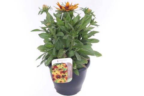 Rudbeckia hirta SUNBECKIA MIA EMMA