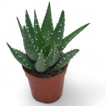 Aloe mitriformis