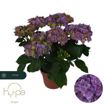 Hydrangea macrophylla 'Double Dutch Dark Purple'