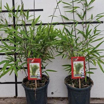 Fargesia nitida 'Black Shadow'