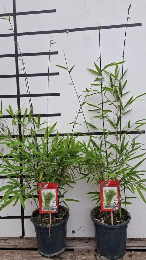 Fargesia nitida 'Black Shadow'