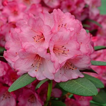 Rhododendron 'Wine and Roses'
