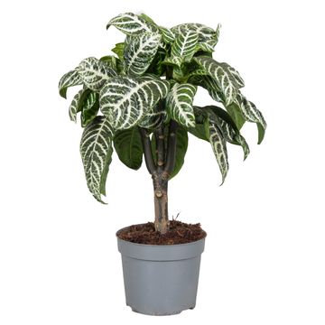 Aphelandra squarrosa