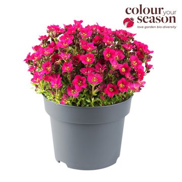 Saxifraga 'Saxony Red'
