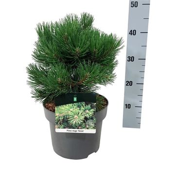 Pinus mugo 'Gnom'