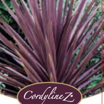 Cordyline australis 'Ред Сенсейшн'