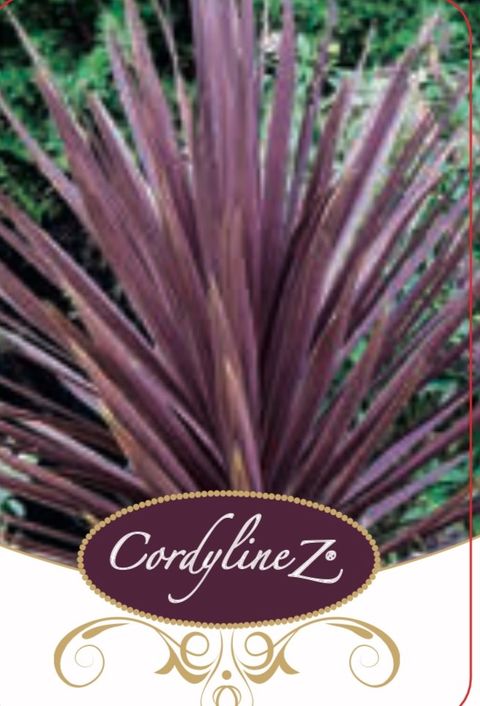 Cordyline australis 'Ред Сенсейшн'
