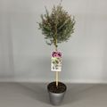 Leptospermum scoparium ROSA