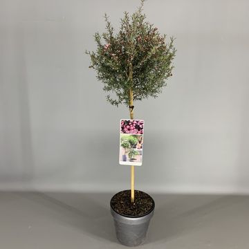 Leptospermum scoparium ROSA