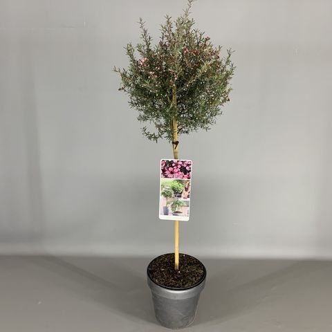 Leptospermum scoparium ROSA