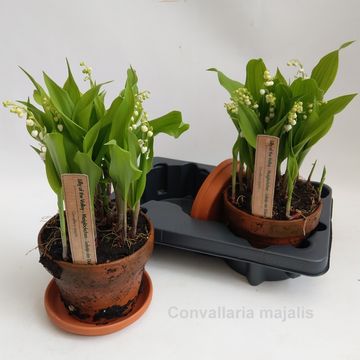 Convallaria majalis