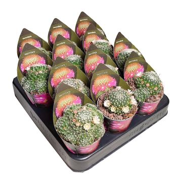 Mammillaria decipiens