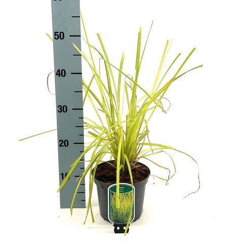 Carex elata 'Aurea'