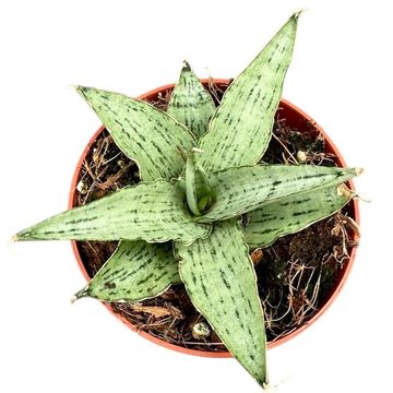 Sansevieria 'Cinta'