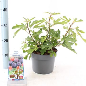 Ficus carica LITTLE MISS FIGGY