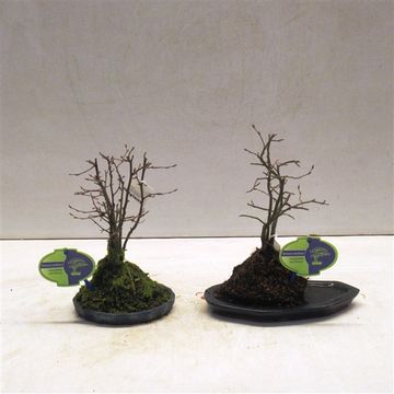 Carpinus betulus
