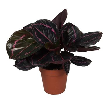 Calathea roseopicta 'Dottie'