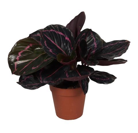 Calathea roseopicta 'Dottie'