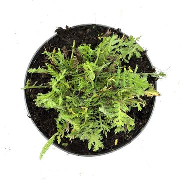 Achillea filipendulina 'Cloth of Gold'