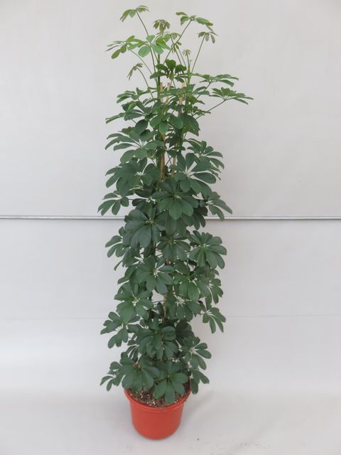 Schefflera arboricola 'Компакта'