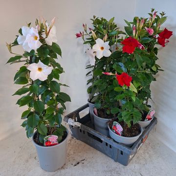 Mandevilla MIX