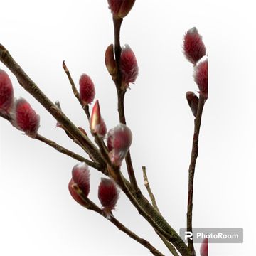 Ива gracilistyla 'Mt. Aso'