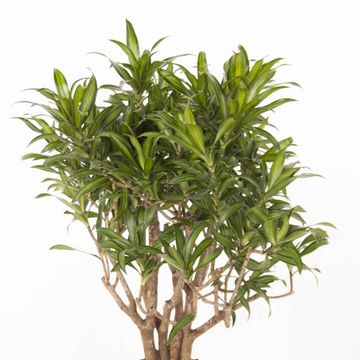 Dracaena reflexa 'Song of Jamaica'